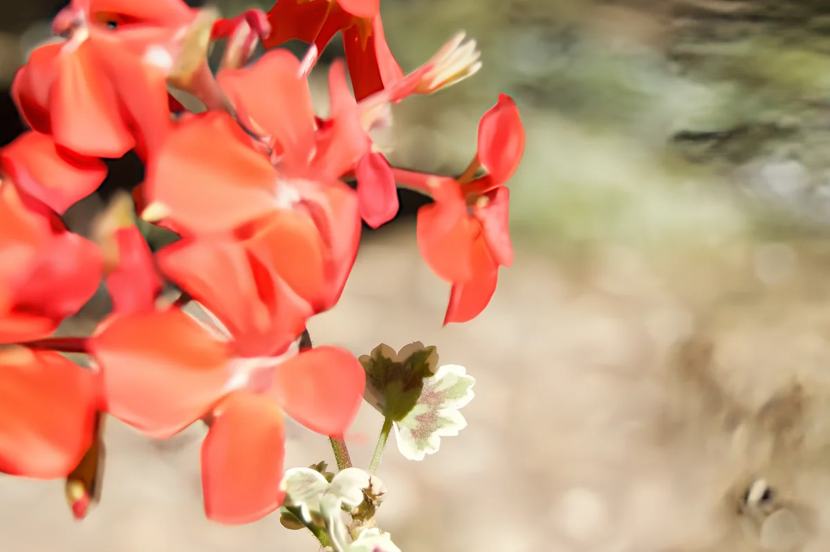 Same photo after AI deblurring with EnhanceCraft — sharp, clear detail restored