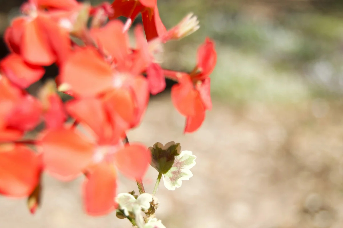 Blurry photo before AI deblurring — motion blur obscures subject detail